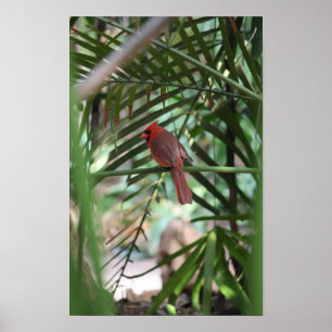 Poster Cardinal Tropical nas palmeiras