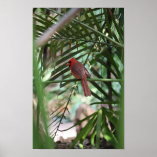 Poster Cardinal Tropical nas palmeiras