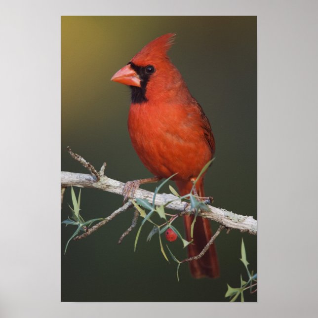 Poster Cardinal-vermelho, Cardinalis cardinalis, macho (Frente)
