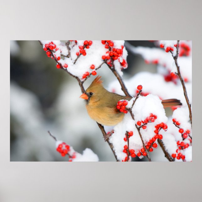Poster Cardinal vermelho fêmea em Winterberry Comum (Frente)
