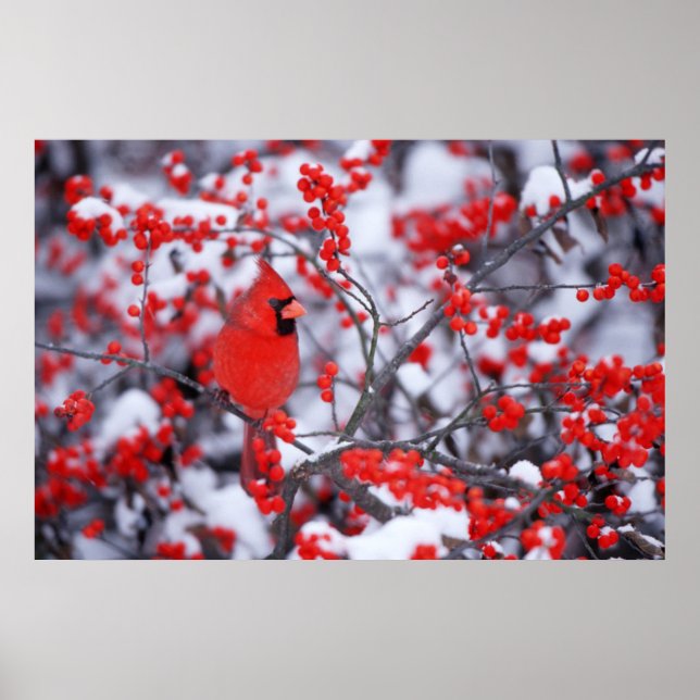 Poster Cardinal-vermelho macho, Inverno, IL (Frente)