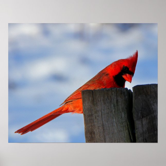 Poster Cardinal Vermelho sobre o Stump de Wooden (Frente)