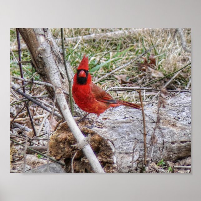 Poster Cardinal Vibrante (Frente)