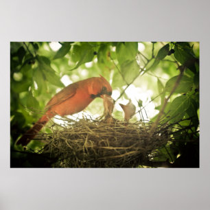 Poster Cardinals Feeding