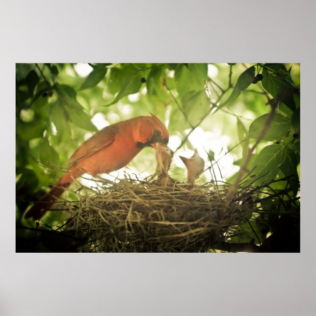 Poster Cardinals Feeding (Frente)