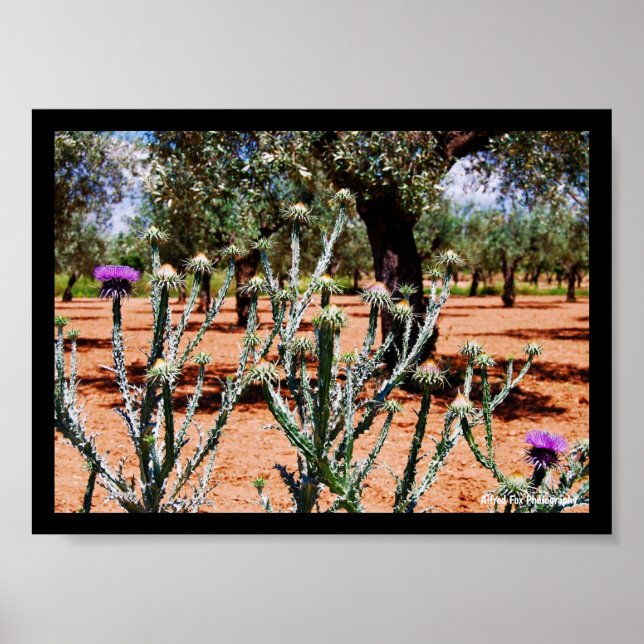 Poster Cardo Cottonoso em Olival (Frente)