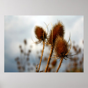 Pôster cardos secos