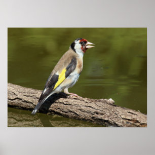 Pôster Carduelis carduelis