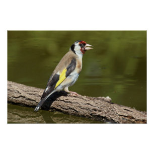 Pôster Carduelis carduelis