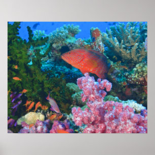 Poster cardume de Anthias do Sul (Pseudanthias
