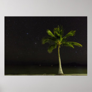 Pôster Cardwell Palm