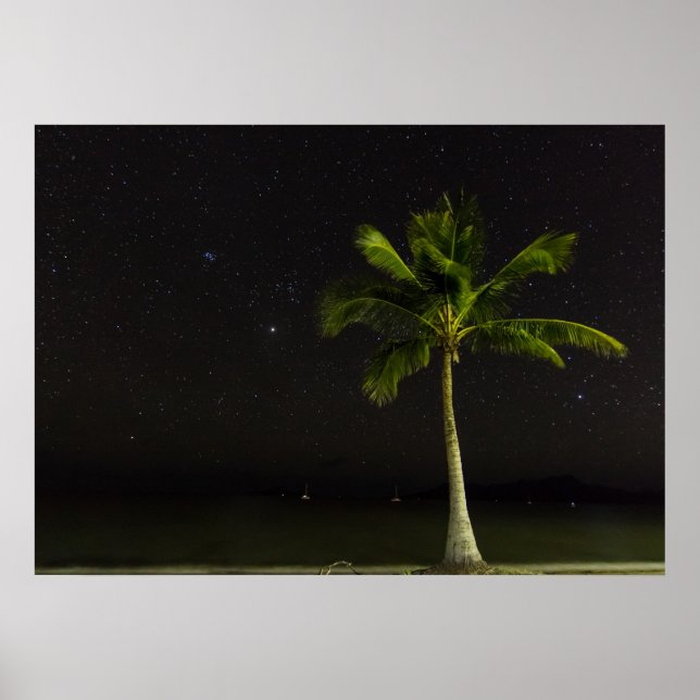 Pôster Cardwell Palm (Frente)