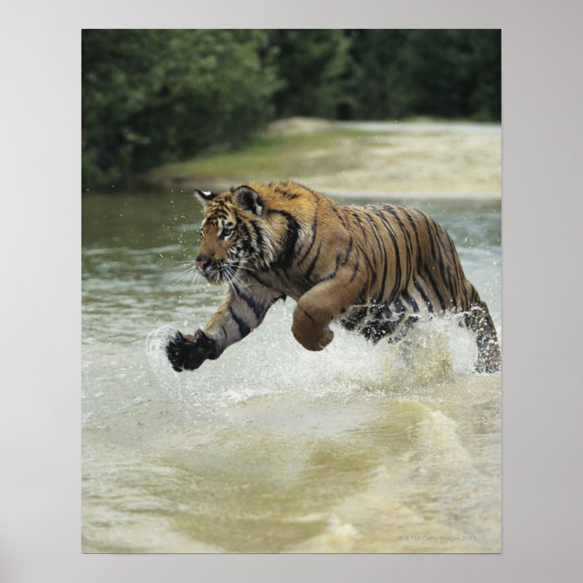 Poster Carga do tigre do Bengala (Panthera tigris tigris) (Frente)