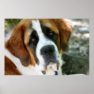 Poster cargo do cão de St Bernard