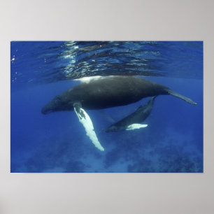 Poster Caribe, arquipélago das Grandes Antilhas,