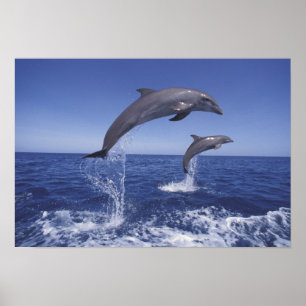 Poster Caribe, golfinhos-de-garganta, Tursiops 3