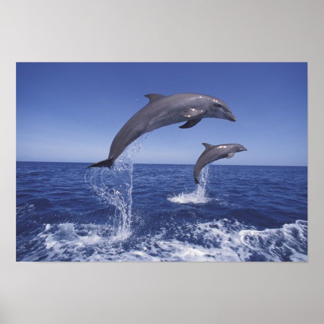 Poster Caribe, golfinhos-de-garganta, Tursiops 3 (Frente)