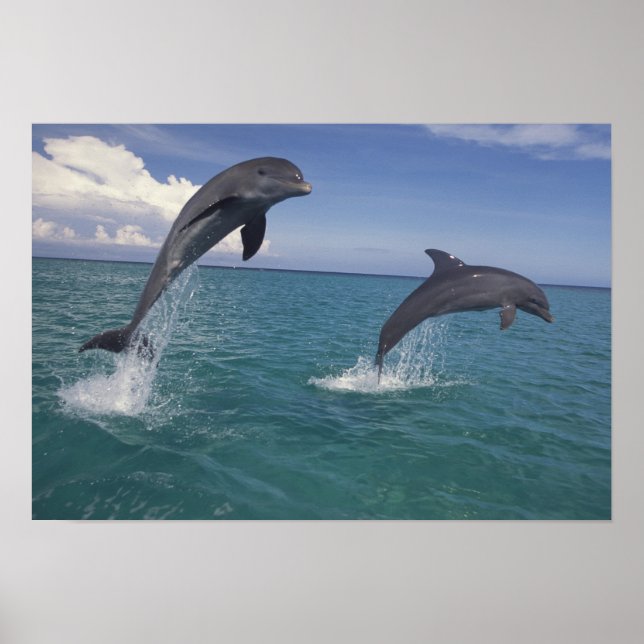 Poster Caribe, golfinhos do gargalo Tursiops 13 (Frente)