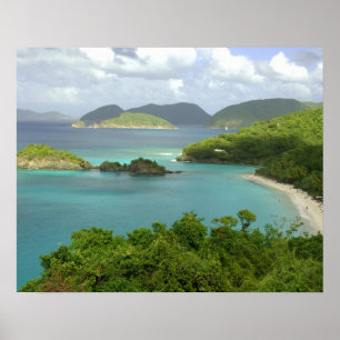 Pôster Caribe, Ilhas Virgens Americanas, St. John, Tronco
