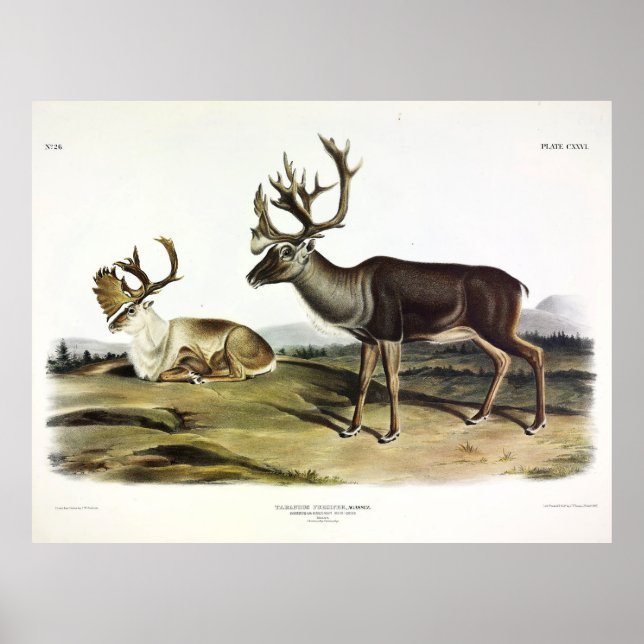Poster Caribe ou Reindeer Americano de Audubon (Frente)