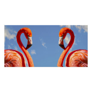 Pôster Caribe par flamingo