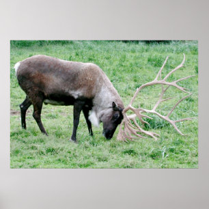 Pôster Caribu com grandes Antlers