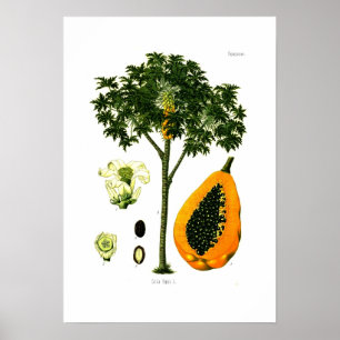 Poster Carica papaia (papaia)