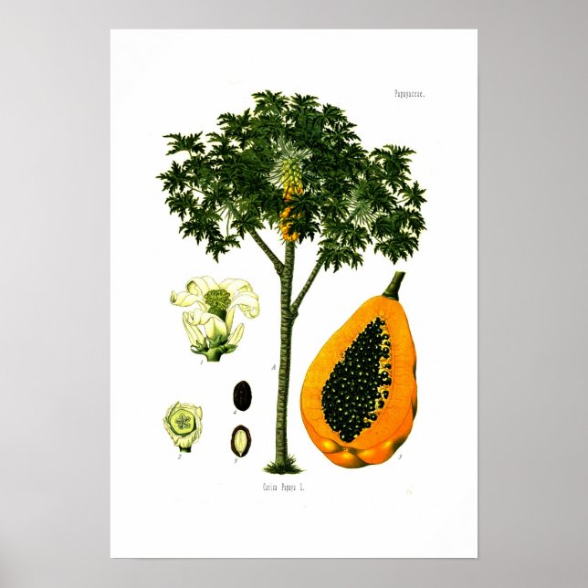 Poster Carica papaya (Papaya) (Frente)