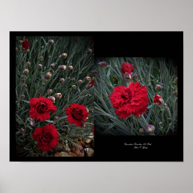 Poster Carnação Dianthus in Red Wall Art de Stan VG (Frente)