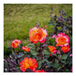 Pôster Carnaval Rosa com um Toque