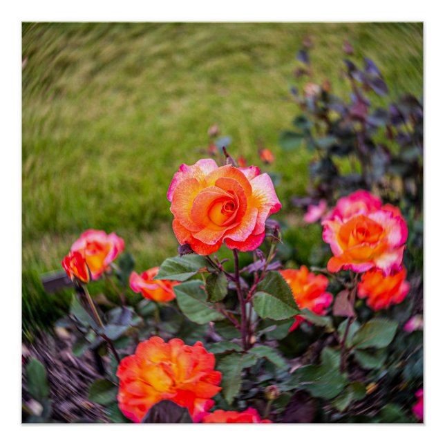 Pôster Carnaval Rosa com um Toque (Frente)
