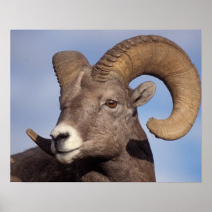 Poster carneiro bighorn, carneiro da montanha, Ovis canad