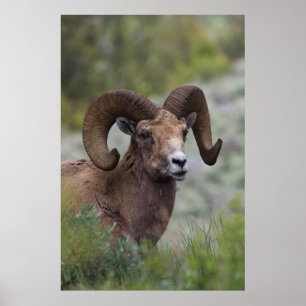 Pôster Carneiro de Ovelha Bighorn das Montanhas Rochosas