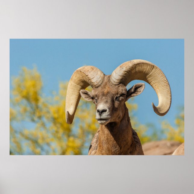 Pôster Carneiro do Deserto Bighorn (Frente)