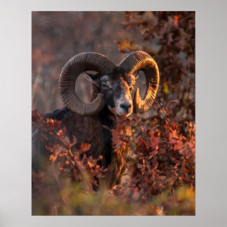 Poster Carneiro Europeu Muflão no Outono Fotografia da Vi