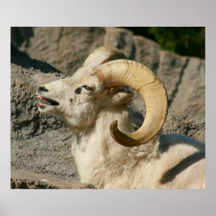 Pôster Carneiro ou Ram Engraçado Rindo
