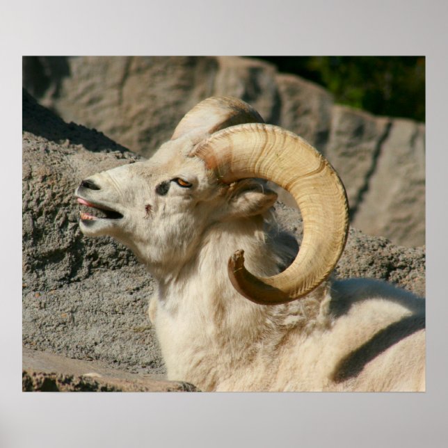Pôster Carneiro ou Ram Engraçado Rindo (Frente)