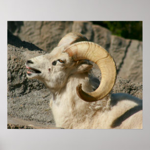 Poster Carneiro ou Ram Engraçado Rindo