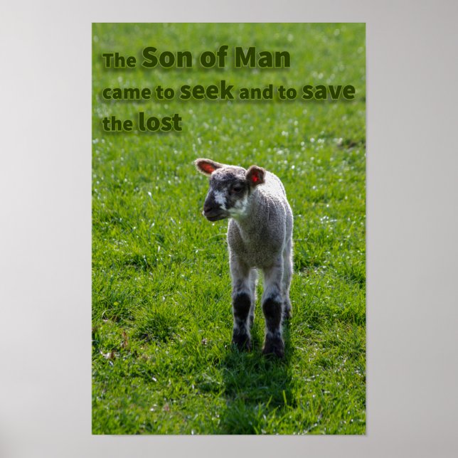 Pôster Carneiro perdido (Frente)