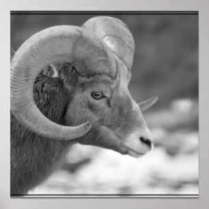 Pôster Carneiros de Bighorn