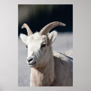 Pôster Carneiros de Bighorn