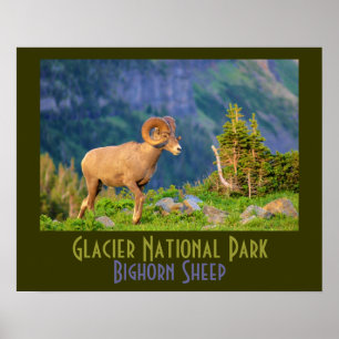 Pôster Carneiros de Bighorn do parque nacional de geleira