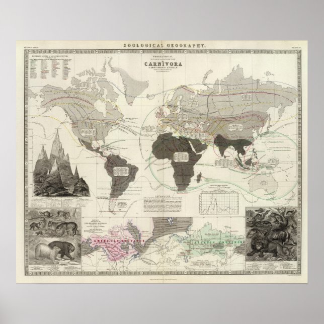 Poster Carnivora (Frente)