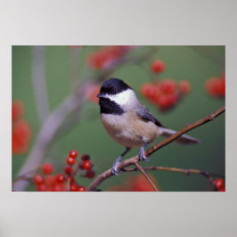 Poster Carolina Chickadee