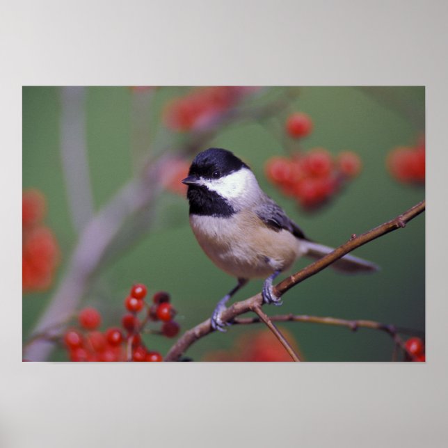 Poster Carolina Chickadee (Frente)
