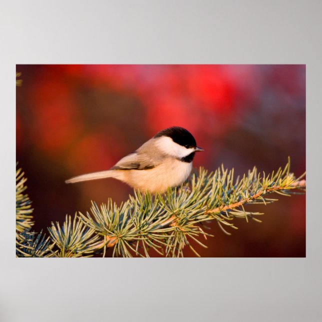 Poster Carolina Chickadee em Blue Atlas Cedar (Frente)