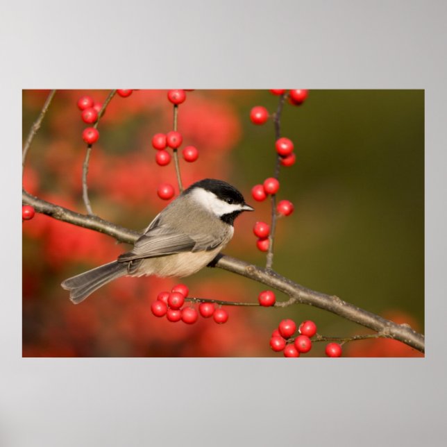Poster Carolina Chickadee no arbusto Common Winterberry (Frente)