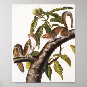 Poster Carolina Cinza Squirrel (Sciurus Carolinensis)