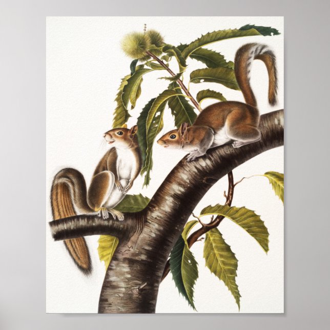 Poster Carolina Cinza Squirrel (Sciurus Carolinensis) (Frente)