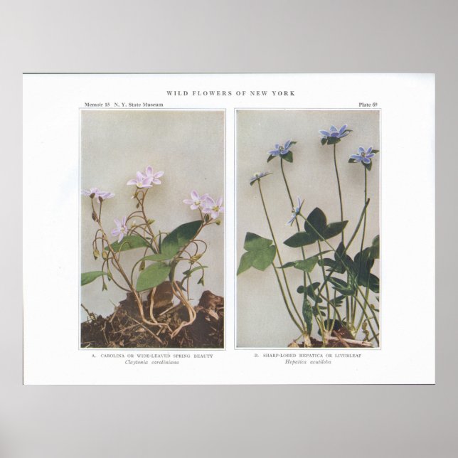 Poster Carolina ou Bela Primavera de Lado Grande (Frente)